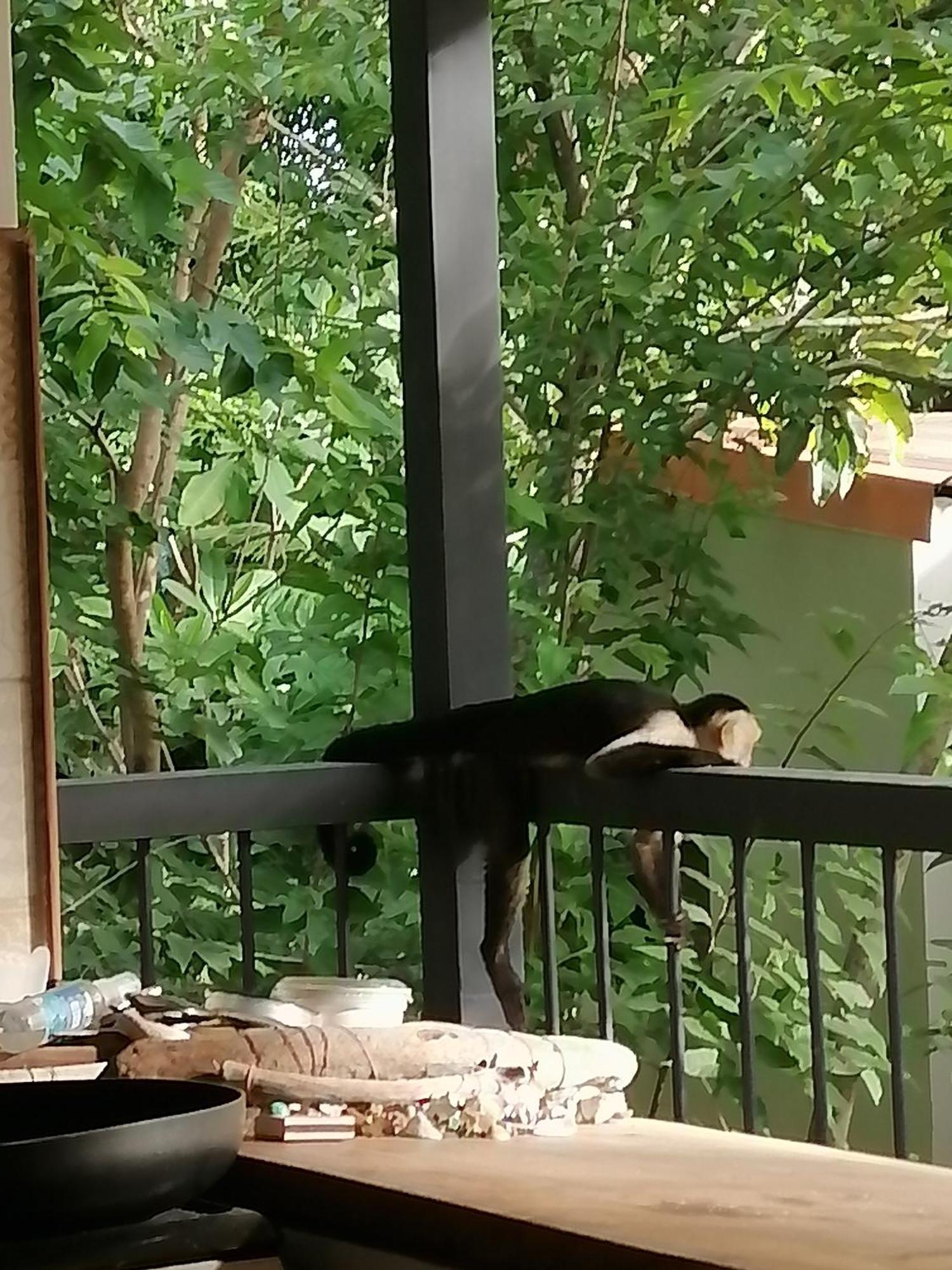 Garza Tigre Apartamentos Cobano Bagian luar foto